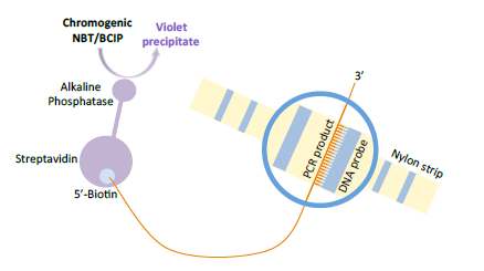 stripy do genotypowania HPV